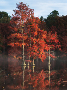 Fire Trees