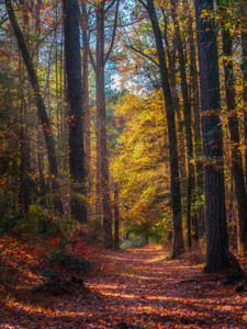 Woodland Wonder