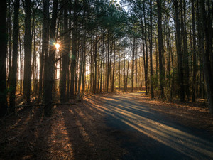 Forest Light​​​​​​