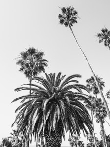 California Palms​​