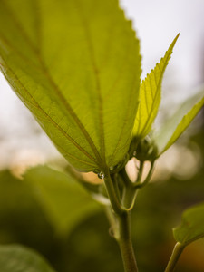 A single dew drop