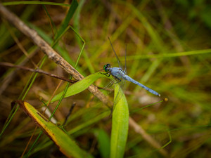 Blue Dragonfly​​