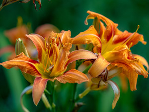 Day Lilly