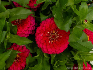 Zinnia​​​​​​​​​​