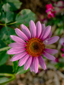 Coneflower​​