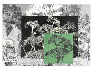 Queen Anne's Lace​​​​