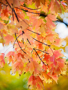 Autumn Colors​​​​​​​​​​​​