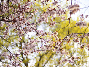 Yellow Under Pink