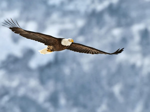 Bald eagle soars​