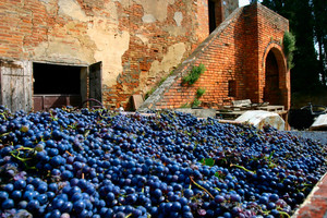 Grape Harvest in Tuscany