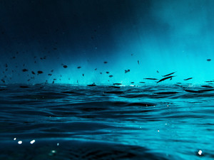 Electric Fish​