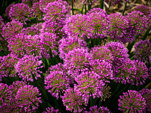 Giant Allium