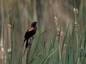 Redwing Blackbird​