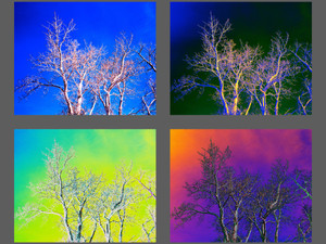 Seasoned Trees