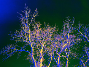Seasoned Trees - Spring
