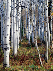 Walk in the Aspens