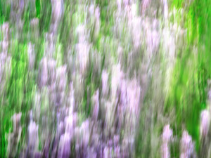 A Stroll thru the Laurels