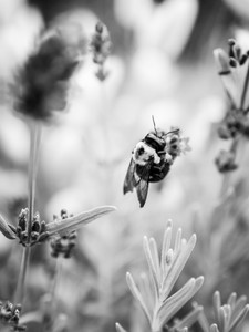 A bee clinging to a flower​