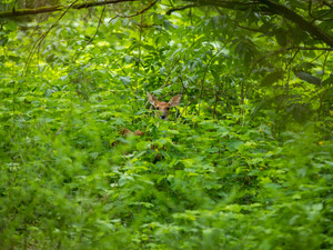 A deer hiding in the foliage​