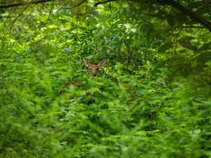 A deer hiding in the foliage