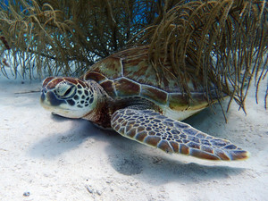 Sleepy Green Sea Turtle
