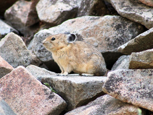 The Little Sentinel
