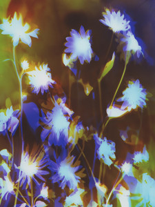 Sunflowers VIII