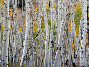 Aspen Wall