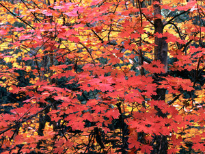 Fall Leaves​​​​​​​​