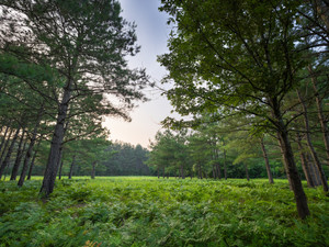 Woodland Dream