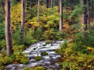 Forest Autumn