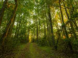 Forest Road