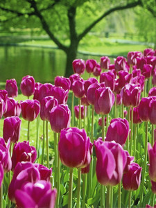 Pink Tulips in Spring Light