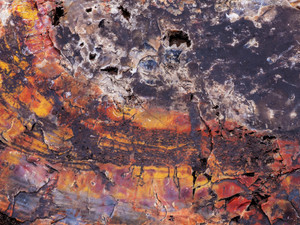 Petrified Wood