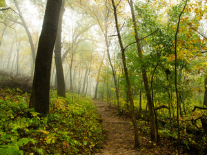 Foggy Forest​​