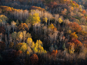 Autumn Hills