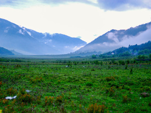 Bhutan Field