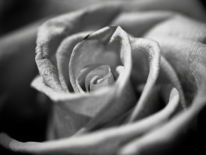 Black & White Rose