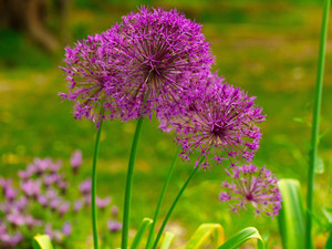 Allium in Spring