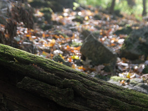 Moss​