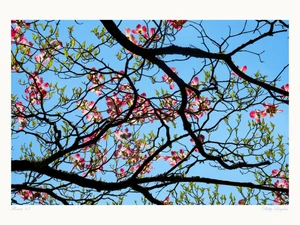 Floruit, #5​