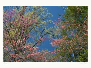 Floruit, #8​
