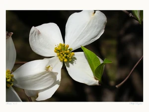 Floruit, #13​