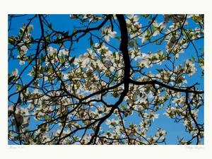 Floruit, #20