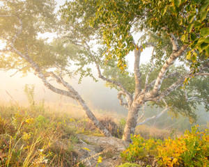 Foggy Birch