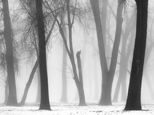 Foggy Winter Forest