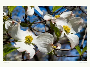 Floruit, #1​