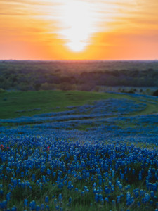 Bluebonnet Tide 2