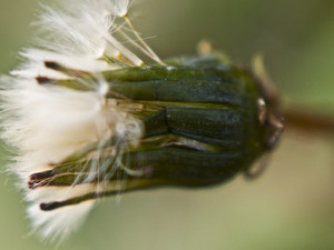 Green Dream