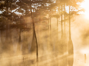 Golden Glow​​​​​